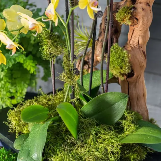 SuperMoss&reg; Preserved Green Moss {5}