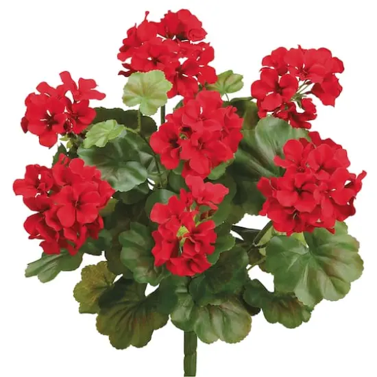 Red Water-Resistant Geranium Bush {1}