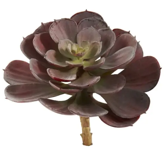 Burgundy Echeveria Succulent Pick, 12ct. {3}