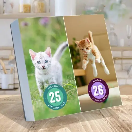TF Publishing 2025 Cat A Day Daily Desktop Calendar {4}