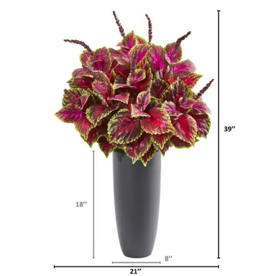 3.5ft. Coleus Plant in Gray Planter {3}