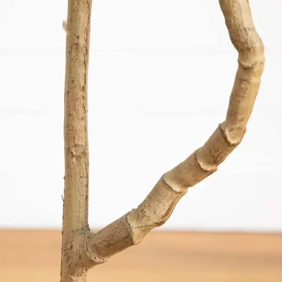 5ft. Potted Pieris Tree {6}