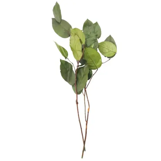 24" Basil Salal Foliage by Ashland&reg; {1}