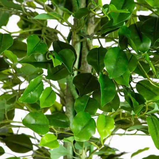 6.5ft. UV Resistant Artificial Ficus Tree (Indoor/Outdoor) {5}