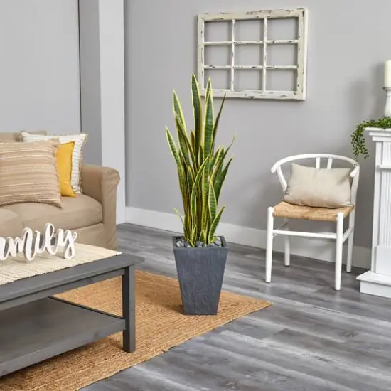 4.5ft. Snake Plant in Slate Planter {4}
