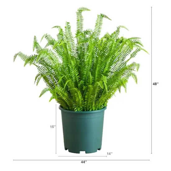 4ft. UV Resistant Artificial Boston Fern Plant with Real Touch Leaves (Indoor/Outdoor) {3}
