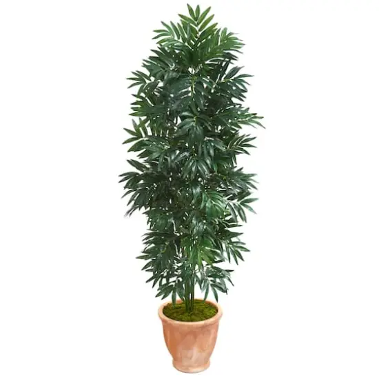 5ft. Bamboo Palm Plant in Terra Cotta Planter {1}