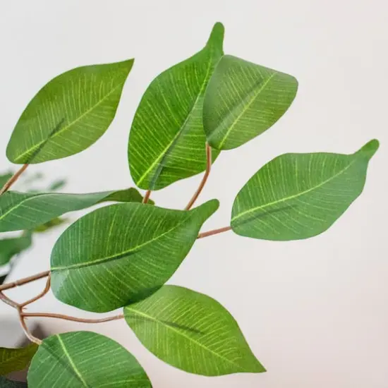 7ft. Potted Ficus Tree {6}