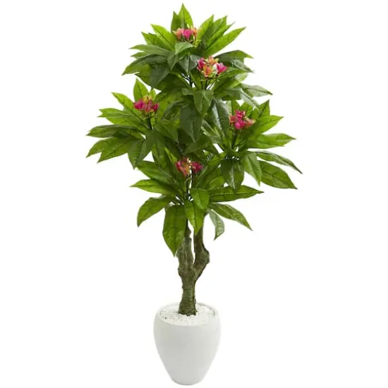 5.5ft. Plumeria Tree in White Planter {1}