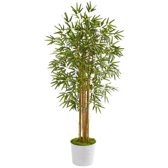 5ft. Bamboo Tree in White Tin Planter {1}