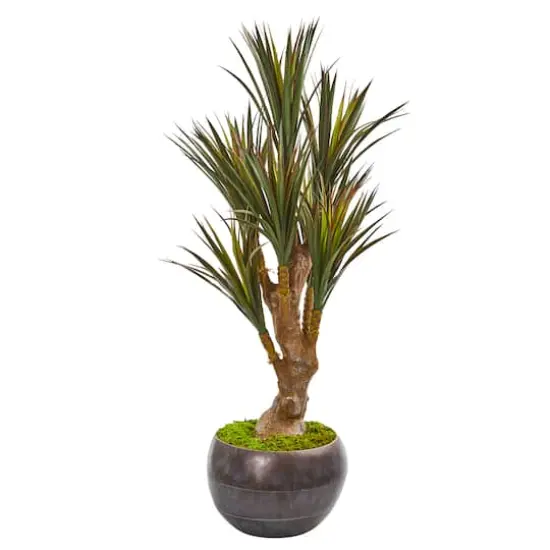 4ft. Yucca Tree in Decorative Planter {1}