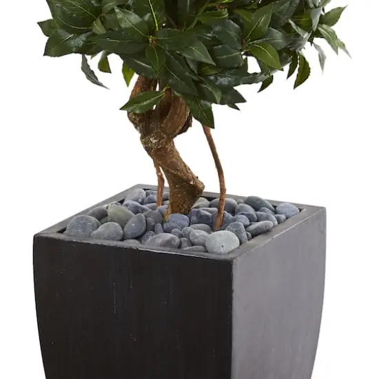 4.5ft. Sweet Bay Double Topiary Tree in Black Planter {4}