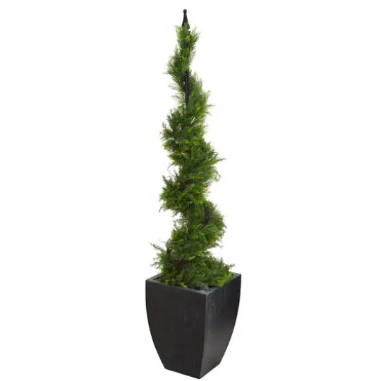 5ft. Cypress Spiral Topiary Tree in Black Planter {1}