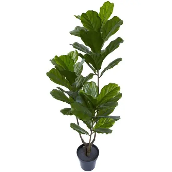 5.4ft. Potted Fiddle Leaf Tree  {3}