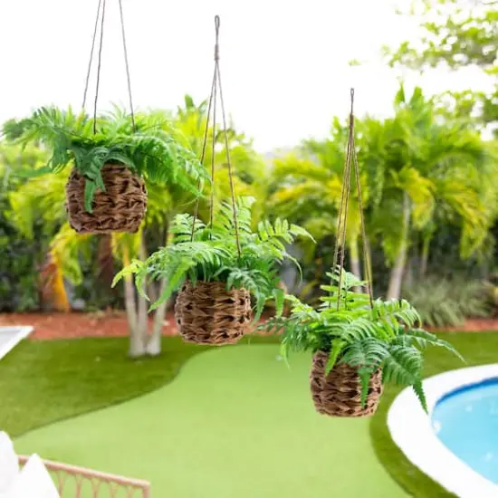 10" UV-Resistant Boston Ferns in Hanging Wicker Baskets, 3ct. {3}