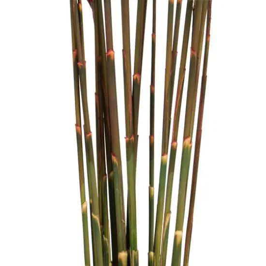 Plume Reed Preserved Bundle Merlot {4}