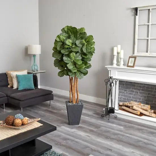 5.5ft. Fiddle Leaf Tree in Slate Planter {4}