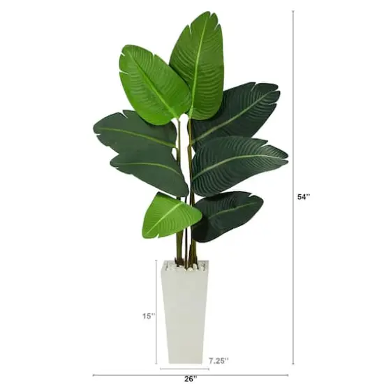 4.5ft. Travelers Palm Tree in White Planter {3}