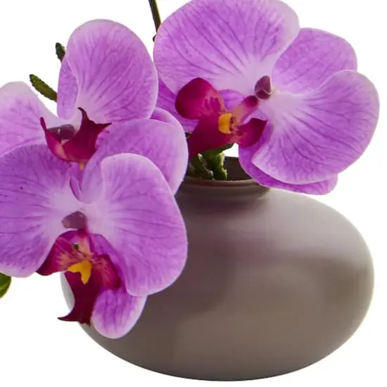 7" Assorted Moth Orchid Arrangement, 3ct. {4}