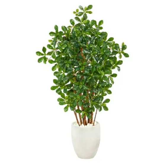4.5ft. Black Olive Tree in White Planter {1}
