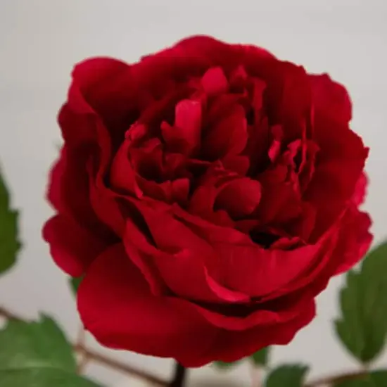 20" Red Peony Flower Stems, 3ct. {8}