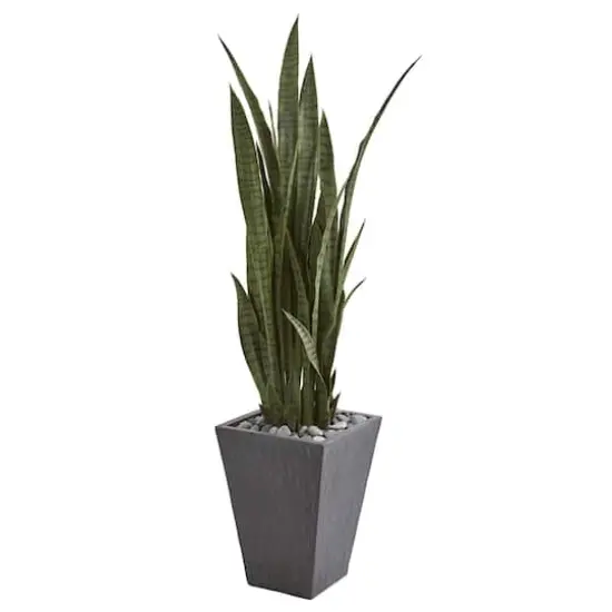 4.75ft. Sansevieria Plant in Slate Planter {1}