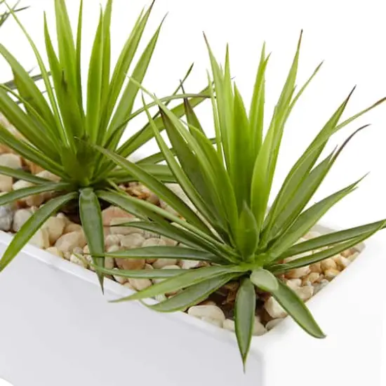 8" Mini Agaves in Rectangular Ceramic Planter {3}