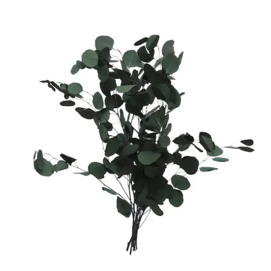 24" Dark Green Silver Dollar Eucalyptus by Ashland&reg; {1}