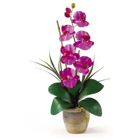 21" Moth Orchid Arrangement in Ceramic Pot {1}