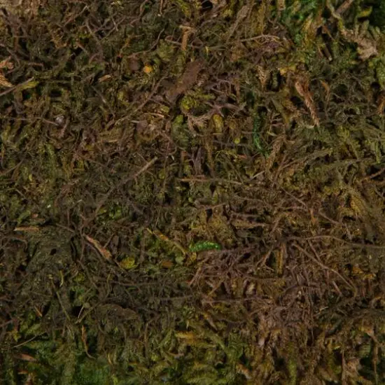 Preserved Green Sheet Moss Bulk Case {5}