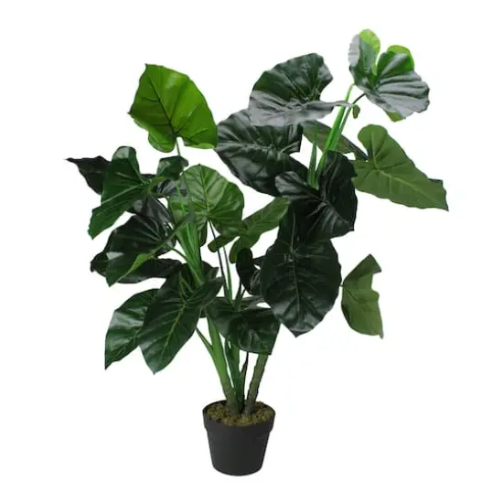 4 ft. Two-Tone Potted Wide Taro Leaf Plant {1}