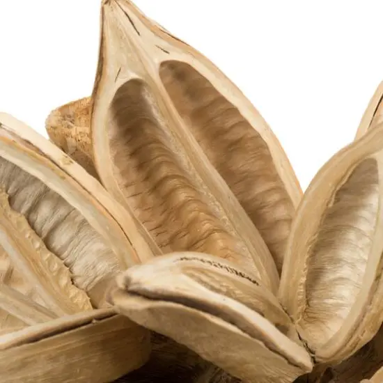 Extra Large Bleached Star Pod {3}