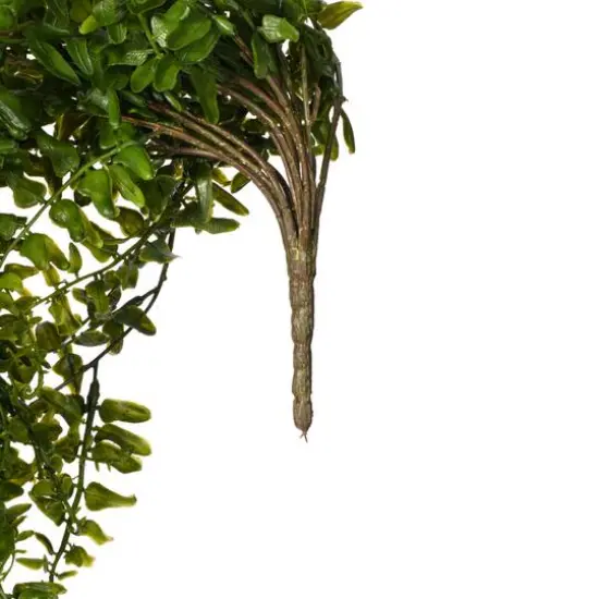 2.5ft. Green Buckler Fern Vine {8}