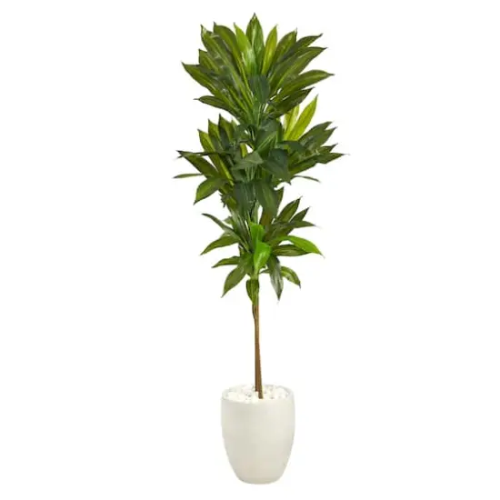 5ft. Potted Dracaena Plant in White Planter {1}