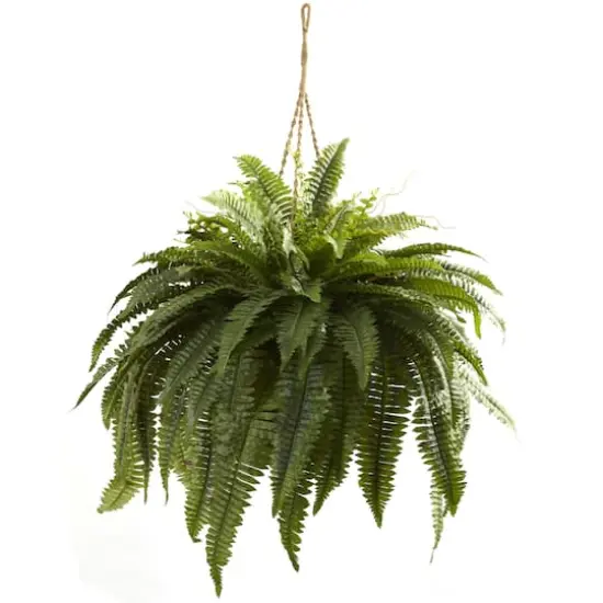 2.5ft. Double Boston Fern Hanging Basket {1}