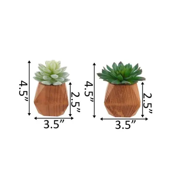 Flora Bunda&reg; 4.5" Succulent Plant in Wood Pot, 2ct. {3}