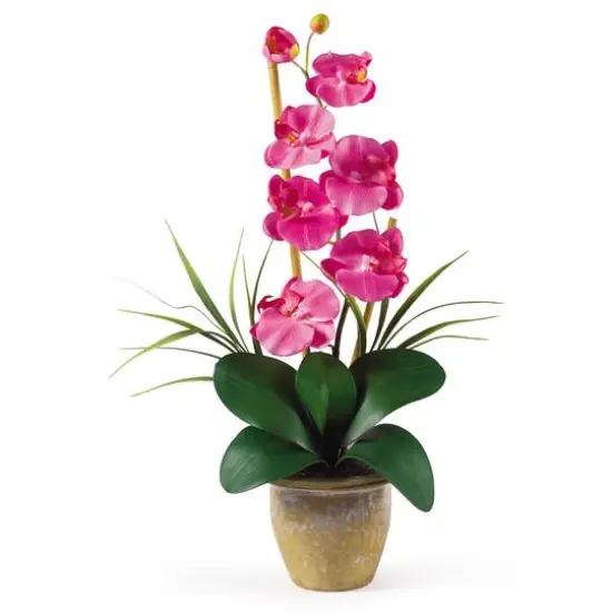 21" Moth Orchid Flower Arrangement in Ceramic Pot Dark Pink {1}