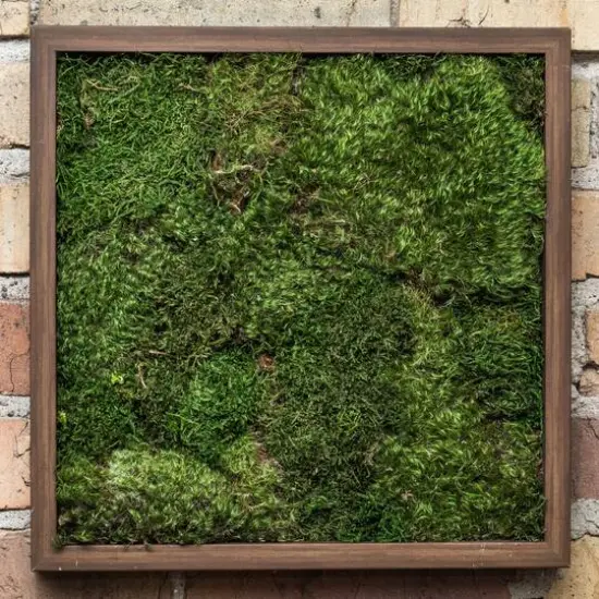 Preserved Green Sheet Moss Bulk Case {3}