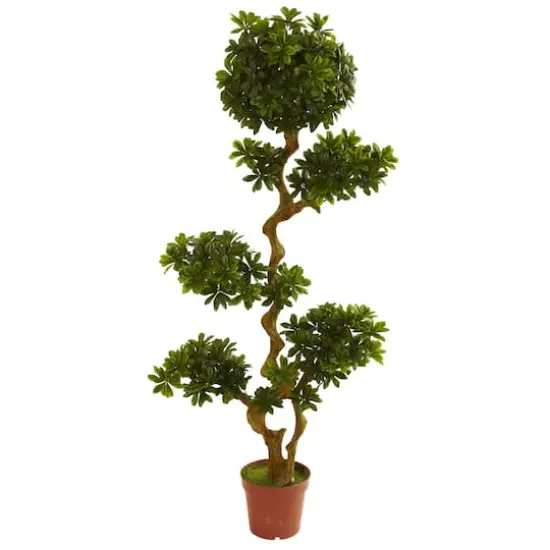 5ft. Potted Pittosporum Tree {1}