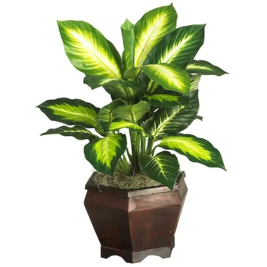 20.5" Golden Dieffenbachia Tree In Wood Vase {1}