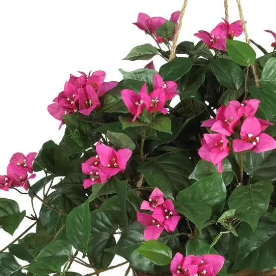 24" Pink Bougainvillea Hanging Basket {6}