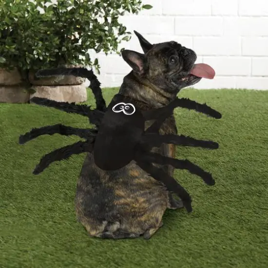 Spider Dog Costume by Ashland&reg; {3}