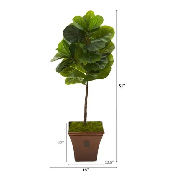 4.2ft. Fiddle Leaf Tree in Brown Planter {3}