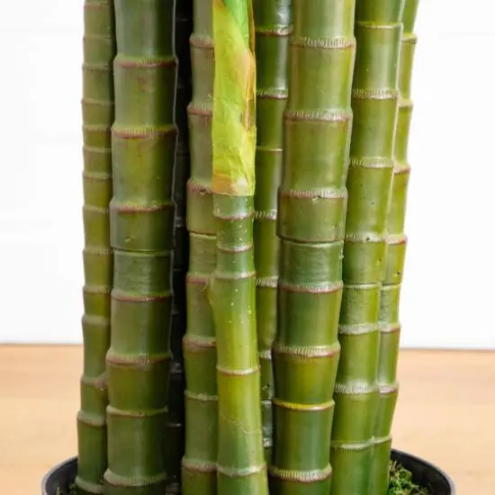 11ft. UV Resistant Artificial Areca Palm Tree (Indoor/Outdoor) {7}