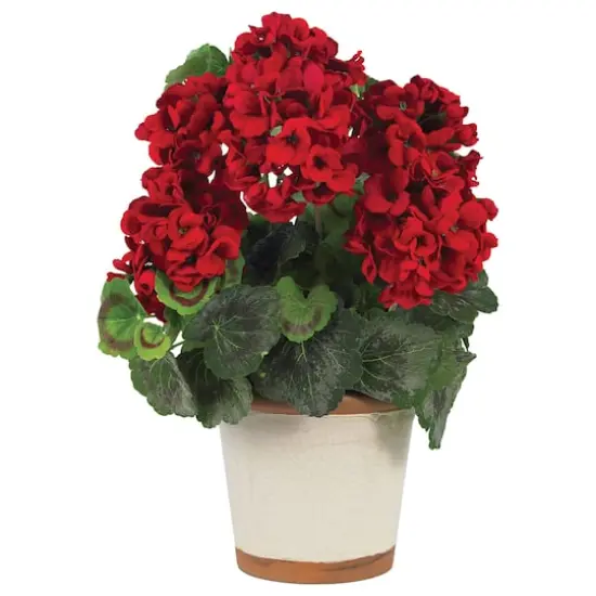 17" Red Geranium In White Decorative Pot {1}