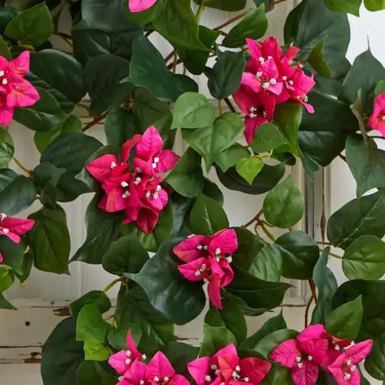 3ft. Bougainvillea Hanging Plant Set {5}