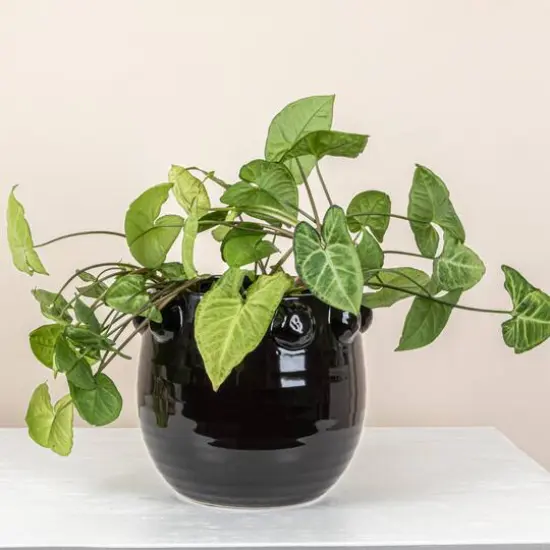 Hello Honey&reg; 10.5" Black Raised Dots Terra Cotta Planter {3}