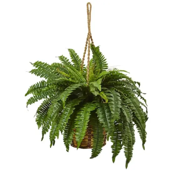29" Boston Fern in Hanging Basket {1}