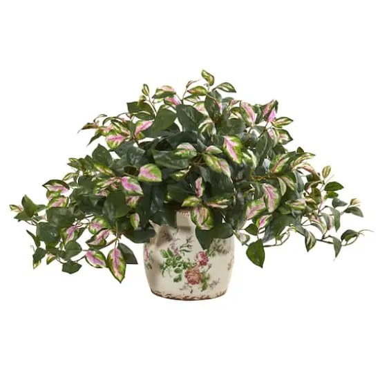 18" Hoya Tricolor in Floral Planter {1}