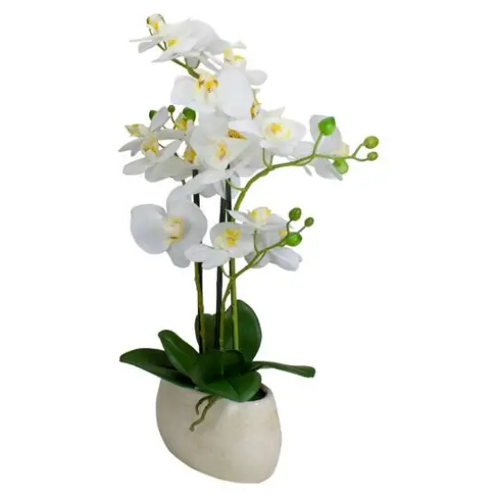 22" White Orchid Plant in White Oval Pot {6}